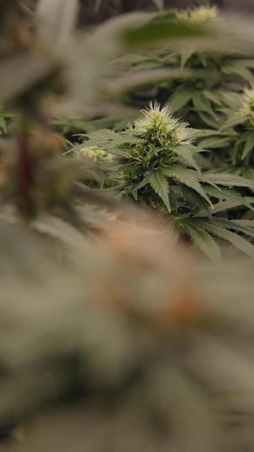 Tropicana Cookies #2 - Zamnesia x B&B