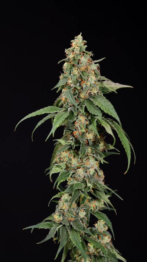 Tropicana Cookies #1 - Zamnesia x B&B