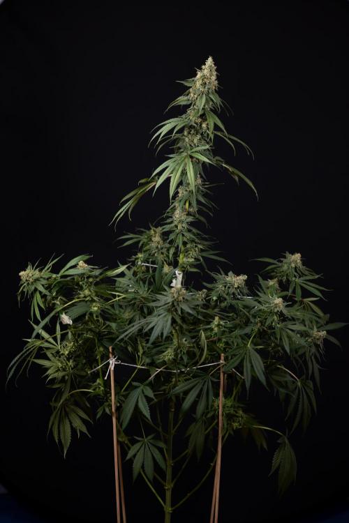 Tropicana Cookies #1 - Zamnesia x B&B. Week 11 - Tropicana Cookies #1 - Micro Worlds 10x