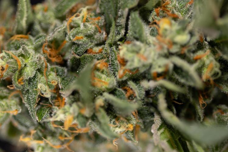 Tropicana Cookies #1 - Zamnesia x B&B. Week 11 - Tropicana Cookies #1 - No Techniques -  Harvest Day