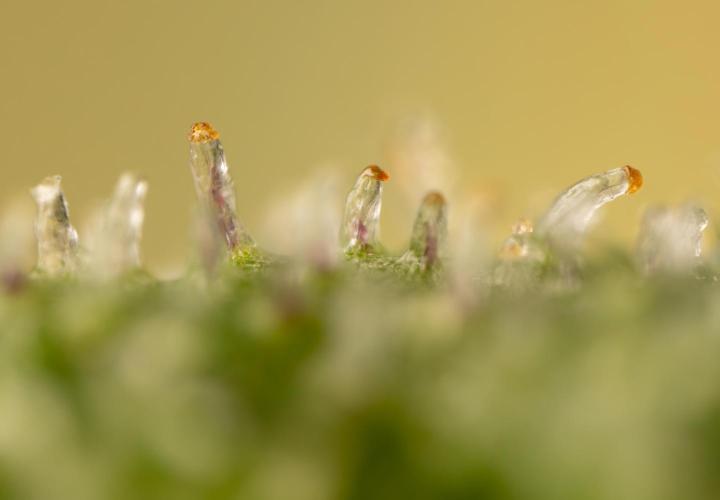 Tropicana Cookies #1 - Zamnesia x B&B. Week 11 - Tropicana Cookies #1 - Micro Worlds 10x