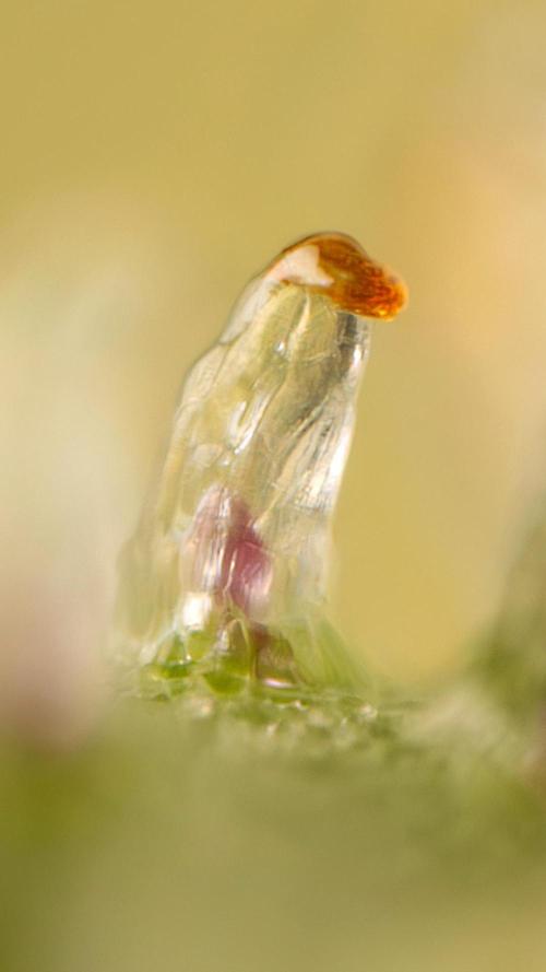 Tropicana Cookies #1 - Zamnesia x B&B. Week 11 - Tropicana Cookies #1 - Micro Worlds 10x + crop