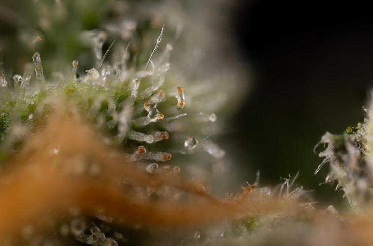 Tropicana Cookies #1 - Zamnesia x B&B. Week 11 - Tropicana Cookies #1 - Micro Worlds 10x