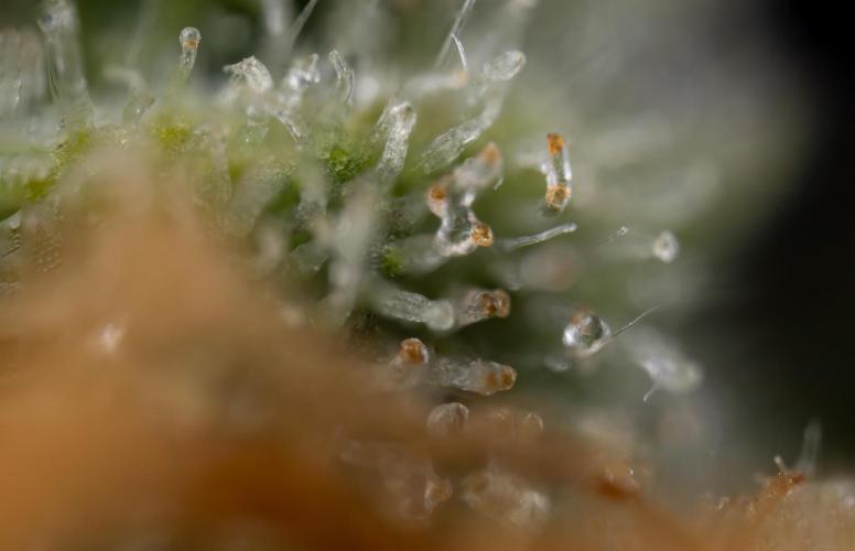 Tropicana Cookies #1 - Zamnesia x B&B. Week 11 - Tropicana Cookies #1 - Micro Worlds 10x