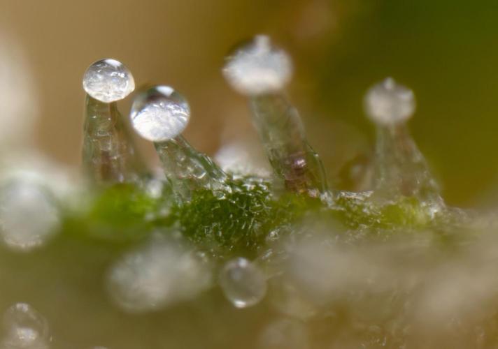 Tropicana Cookies #1 - Zamnesia x B&B. Week 11 - Tropicana Cookies #1 - Micro Worlds 10x + crop