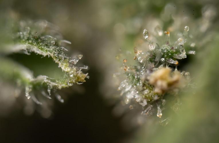 Tropicana Cookies #1 - Zamnesia x B&B. Week 11 - Tropicana Cookies #1 - Micro Worlds 10x