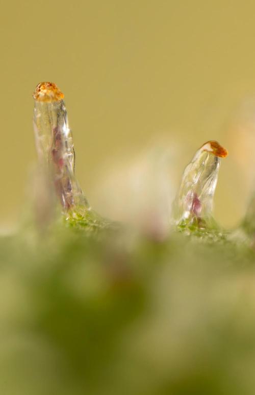 Tropicana Cookies #1 - Zamnesia x B&B. Week 11 - Tropicana Cookies #1 - Micro Worlds 10x + crop