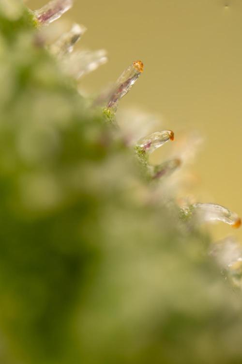 Tropicana Cookies #1 - Zamnesia x B&B. Week 11 - Tropicana Cookies #1 - Micro Worlds 10x