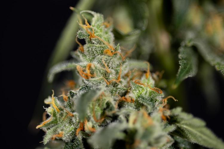 Tropicana Cookies #1 - Zamnesia x B&B. Week 11 - Tropicana Cookies #1 - No Techniques -  Harvest Day