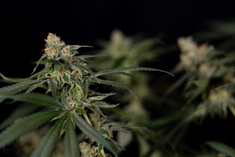 Tropicana Cookies #1 - Zamnesia x B&B. Week 11 - Tropicana Cookies #1 - No Techniques -  Harvest Day