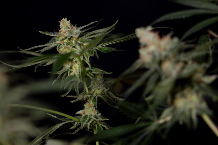 Tropicana Cookies #1 - Zamnesia x B&B. Week 11 - Tropicana Cookies #1 - No Techniques -  Harvest Day