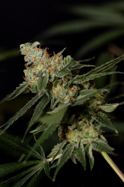 Tropicana Cookies #1 - Zamnesia x B&B. Week 11 - Tropicana Cookies #1 - No Techniques -  Harvest Day