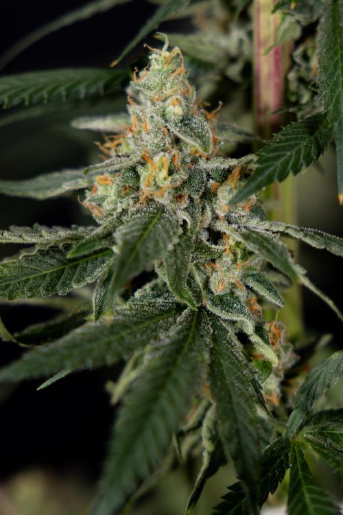 Tropicana Cookies #1 - Zamnesia x B&B. Week 11 - Tropicana Cookies #1 - No Techniques -  Harvest Day