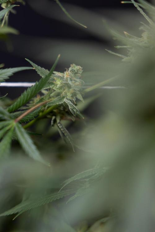 Tropicana Cookies #1 - Zamnesia x B&B. Week 11 - Tropicana Cookies #1 - No Techniques -  Harvest Day