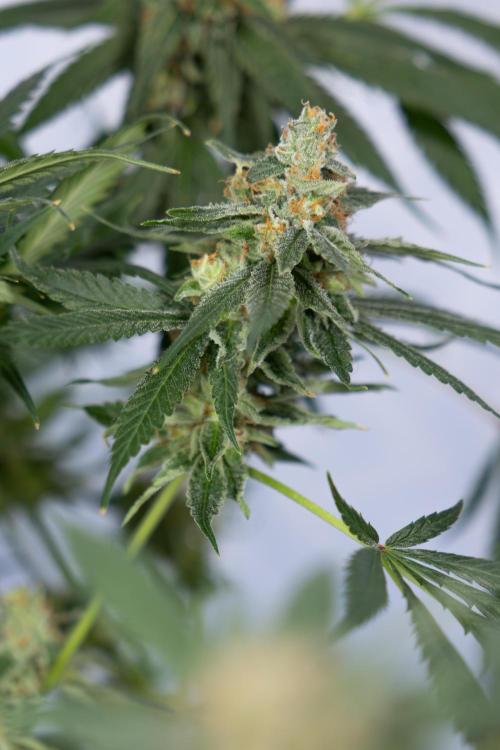 Tropicana Cookies #1 - Zamnesia x B&B. Week 11 - Tropicana Cookies #1 - No Techniques -  Harvest Day