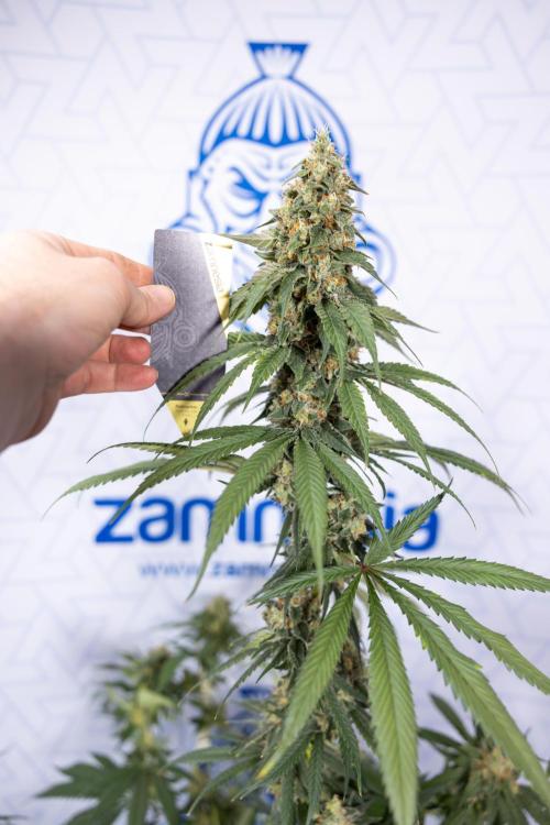 Tropicana Cookies #1 - Zamnesia x B&B. Week 11 - Tropicana Cookies #1 - No Techniques -  Harvest Day