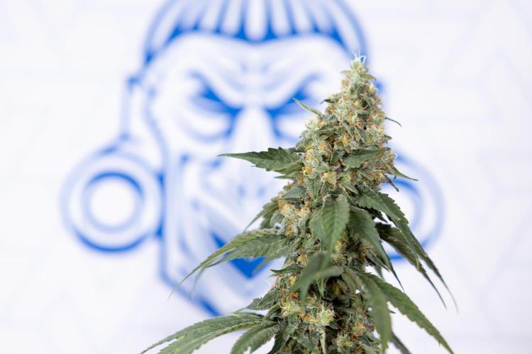 Tropicana Cookies #1 - Zamnesia x B&B. Week 11 - Tropicana Cookies #1 - No Techniques -  Harvest Day