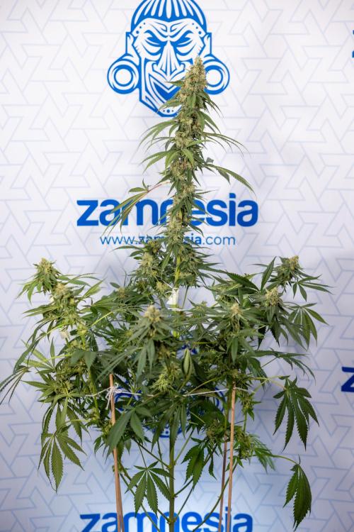 Tropicana Cookies #1 - Zamnesia x B&B. Week 11 - Tropicana Cookies #1 - No Techniques -  Harvest Day