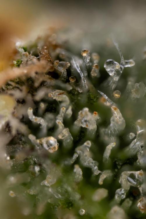 Tropicana Cookies #1 - Zamnesia x B&B. Week 11 - Tropicana Cookies #1 - No Techniques -  Harvest Day