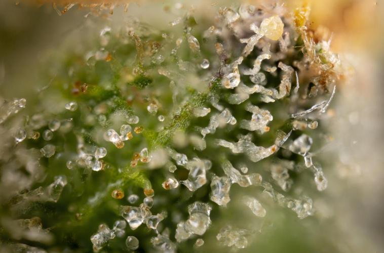 Tropicana Cookies #1 - Zamnesia x B&B. Week 11 - Tropicana Cookies #1 - No Techniques -  Harvest Day