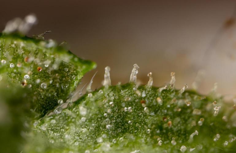 Tropicana Cookies #1 - Zamnesia x B&B. Week 11 - Tropicana Cookies #1 - No Techniques -  Harvest Day