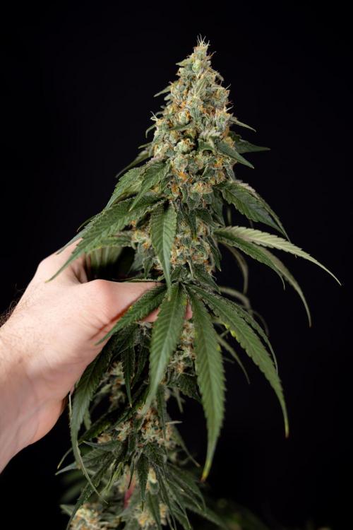 Tropicana Cookies #1 - Zamnesia x B&B. Week 11 - Tropicana Cookies #1 - No Techniques -  Harvest Day