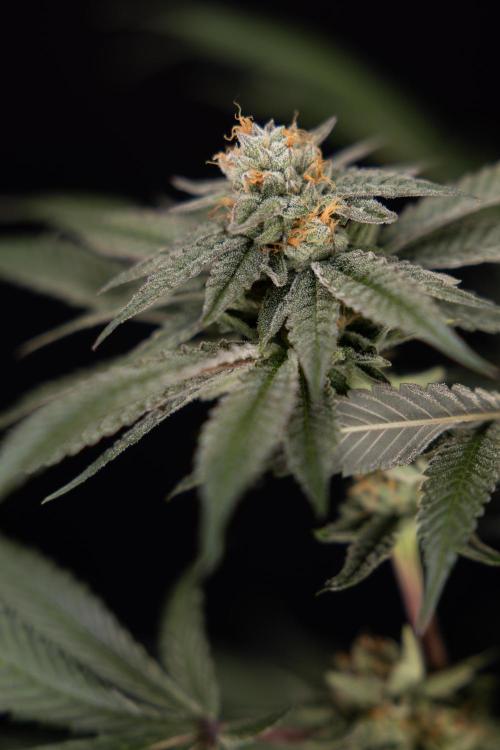 Lemon Cherry Gelato #1 - Zamnesia x B&B. Week 13 - LCG #1 - Topping - Harvest Day