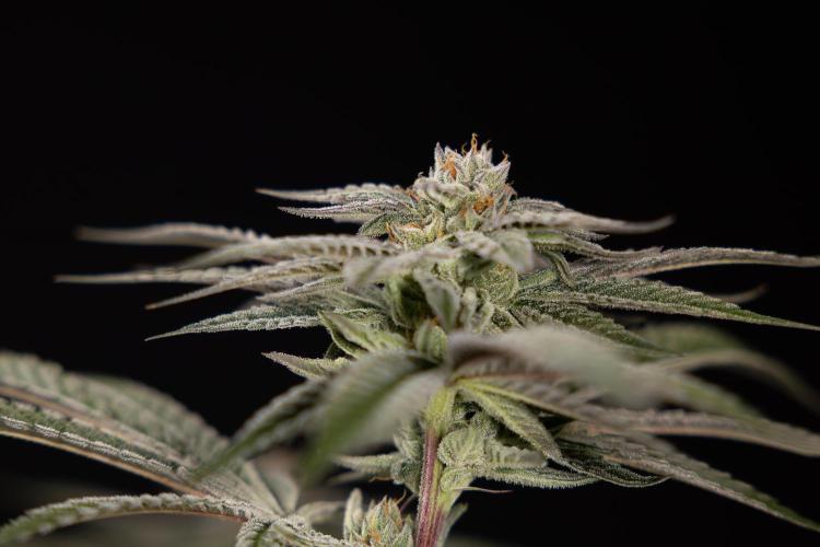 Lemon Cherry Gelato #1 - Zamnesia x B&B. Week 13 - LCG #1 - Topping - Harvest Day