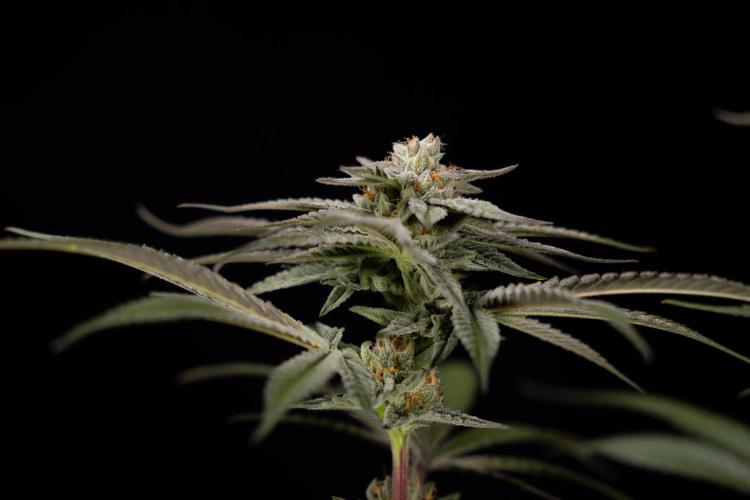 Lemon Cherry Gelato #1 - Zamnesia x B&B. Week 13 - LCG #1 - Topping - Harvest Day
