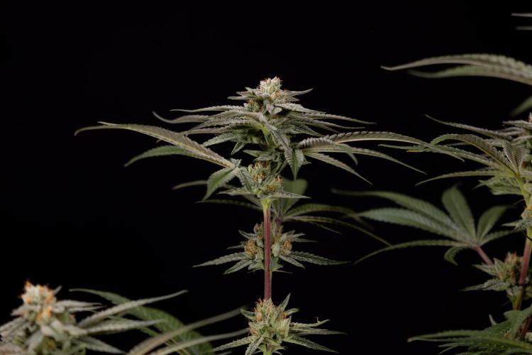 Lemon Cherry Gelato #1 - Zamnesia x B&B. Week 13 - LCG #1 - Topping - Harvest Day