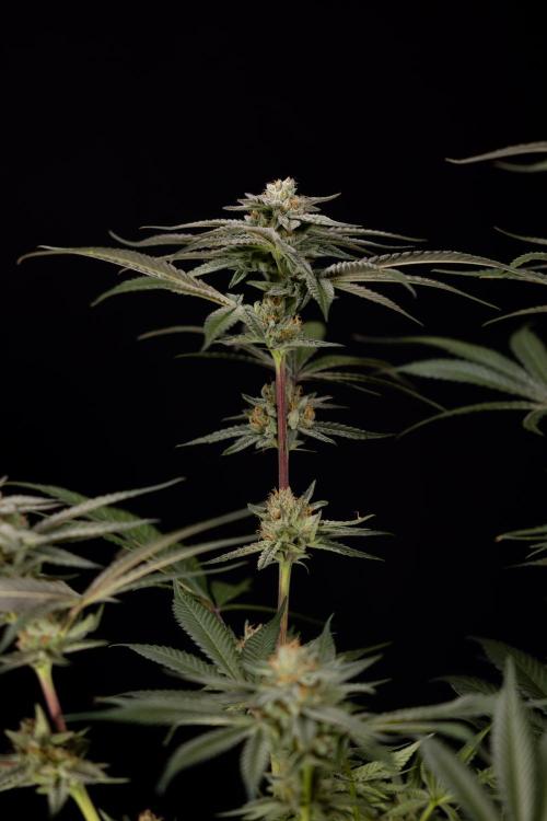 Lemon Cherry Gelato #1 - Zamnesia x B&B. Week 13 - LCG #1 - Topping - Harvest Day