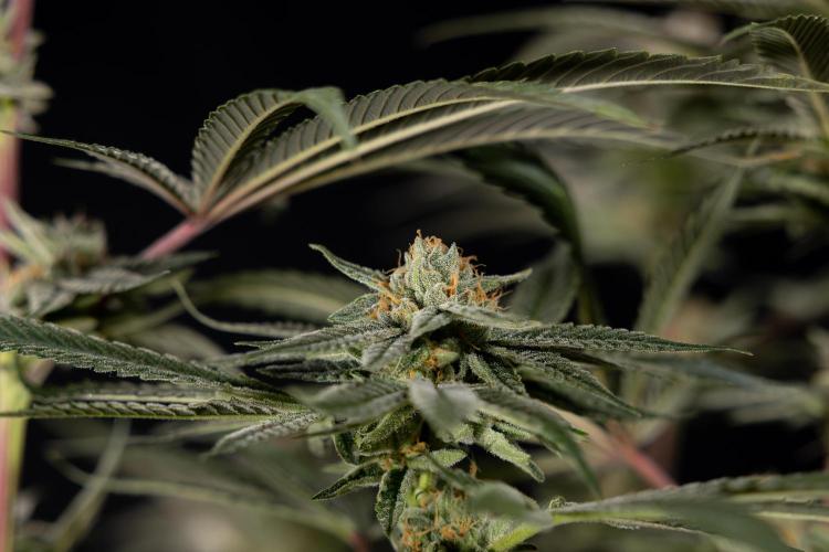 Lemon Cherry Gelato #1 - Zamnesia x B&B. Week 13 - LCG #1 - Topping - Harvest Day
