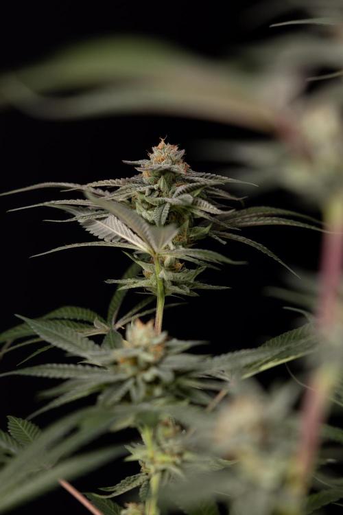 Lemon Cherry Gelato #1 - Zamnesia x B&B. Week 13 - LCG #1 - Topping - Harvest Day