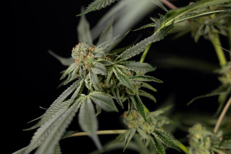 Lemon Cherry Gelato #1 - Zamnesia x B&B. Week 13 - LCG #1 - Topping - Harvest Day