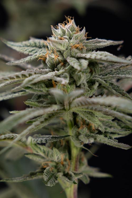 Lemon Cherry Gelato #1 - Zamnesia x B&B. Week 13 - LCG #1 - Topping - Harvest Day