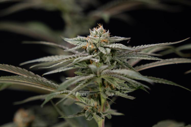 Lemon Cherry Gelato #1 - Zamnesia x B&B. Week 13 - LCG #1 - Topping - Harvest Day