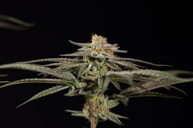 Lemon Cherry Gelato #1 - Zamnesia x B&B. Week 13 - LCG #1 - Topping - Harvest Day