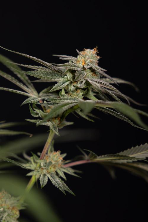 Lemon Cherry Gelato #1 - Zamnesia x B&B. Week 13 - LCG #1 - Topping - Harvest Day