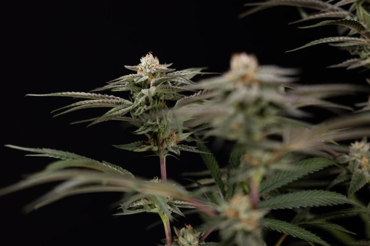 Lemon Cherry Gelato #1 - Zamnesia x B&B. Week 13 - LCG #1 - Topping - Harvest Day