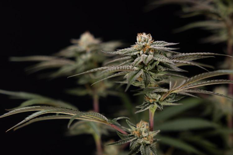 Lemon Cherry Gelato #1 - Zamnesia x B&B. Week 13 - LCG #1 - Topping - Harvest Day
