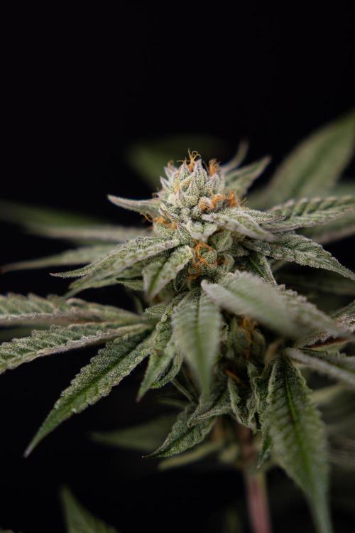 Lemon Cherry Gelato #1 - Zamnesia x B&B. Week 13 - LCG #1 - Topping - Harvest Day