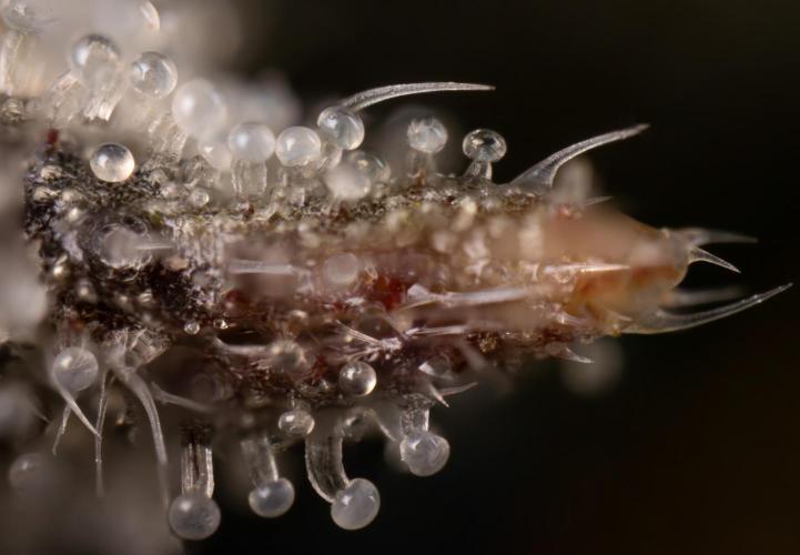 Lemon Cherry Gelato #1 - Zamnesia x B&B. Week 13 - Micro Worlds 10x a