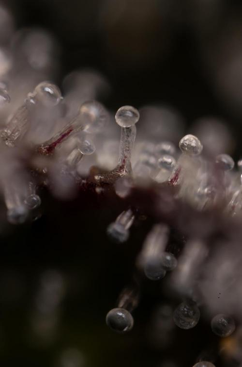 Lemon Cherry Gelato #1 - Zamnesia x B&B. Week 13 - Micro Worlds 10x 
