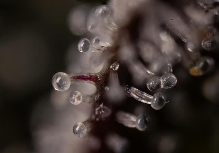Lemon Cherry Gelato #1 - Zamnesia x B&B. Week 13 - Micro Worlds 10x 