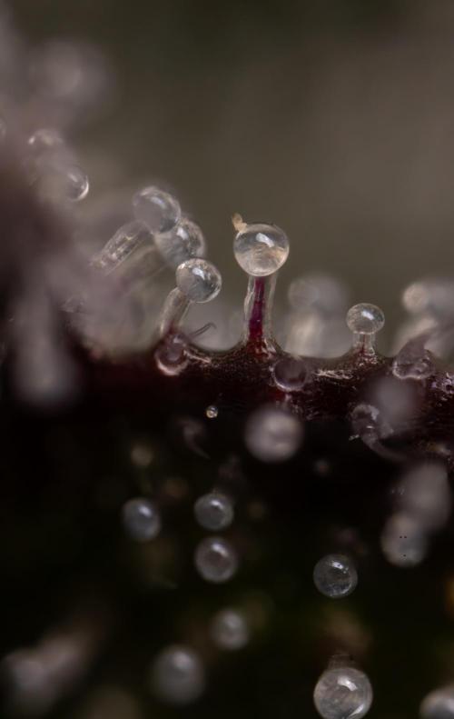 Lemon Cherry Gelato #1 - Zamnesia x B&B. Week 13 - Micro Worlds 10x 