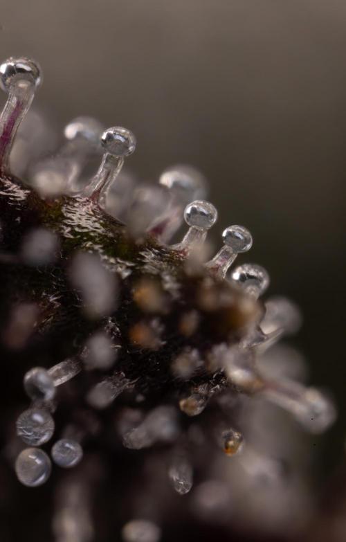 Lemon Cherry Gelato #1 - Zamnesia x B&B. Week 13 - Micro Worlds 10x 