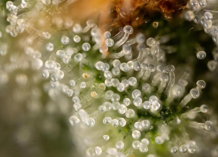 Lemon Cherry Gelato #2 - Zamnesia x B&B. Week 13 - LCG #2 - Micro Worlds 10x