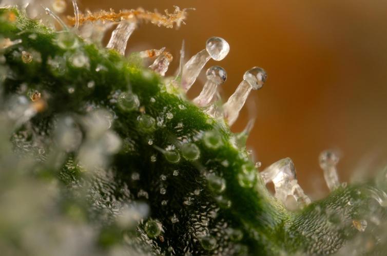 Lemon Cherry Gelato #2 - Zamnesia x B&B. Week 13 - LCG #2 - Micro Worlds 10x