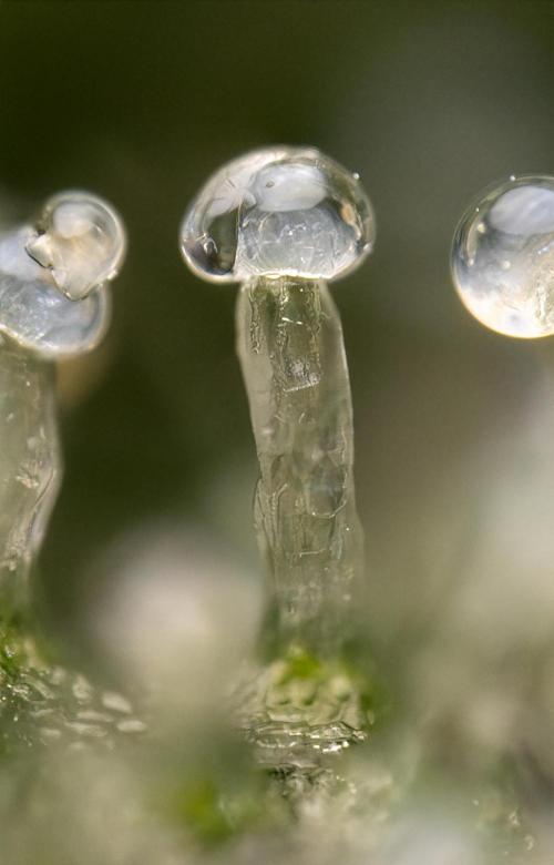 Lemon Cherry Gelato #2 - Zamnesia x B&B. Week 13 - LCG #2 - Micro Worlds 10x and CROP