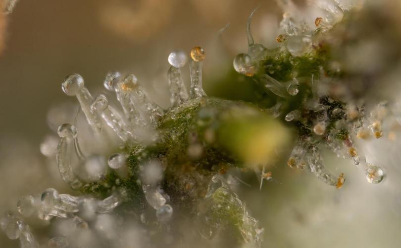 Lemon Cherry Gelato #2 - Zamnesia x B&B. Week 13 - LCG #2 - Micro Worlds 10x